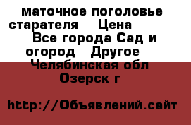 маточное поголовье старателя  › Цена ­ 3 700 - Все города Сад и огород » Другое   . Челябинская обл.,Озерск г.